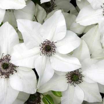 Clematis florida Pistacho - Clematide