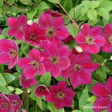 Clematis viticella John Howells - Clematide