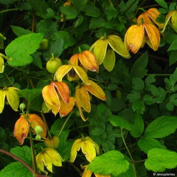 Clematis tangutica Red Ballon - Clematide