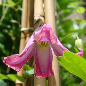 Clematis texensis Odoriba - Clematide