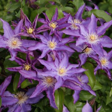 Clematis Palette - Clematide Clematis Palette - Clematide