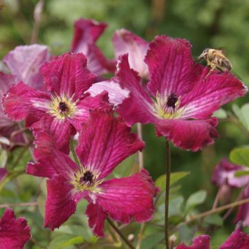Clematis viticella Rubra - Clematide