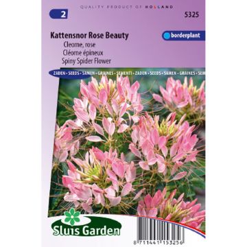 Cleome Rose Beauty