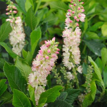 Clethra alnifolia Rosea Clethra alnifolia Rosea