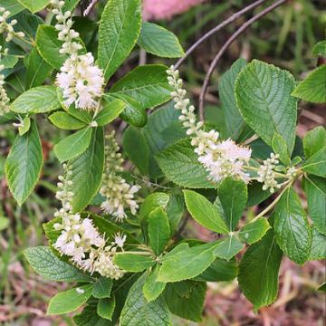 Clethra tomentosa Cottondale Clethra tomentosa Cottondale