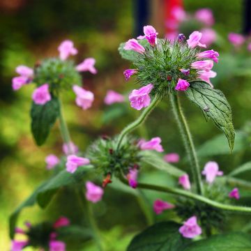 Clinopodium vulgare - Clinopodio dei boschi