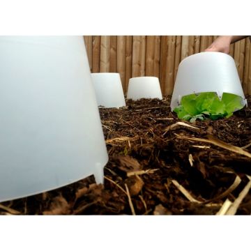 Campana per insalata incolore Ø 24 cm x 15 cm - venduta in confezione da 3