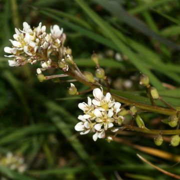 Cochlearia officinalis Bio - Coclearia medicinale
