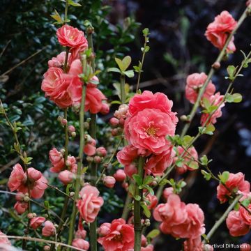 Chaenomeles speciosa Double Delice Passion - Fior di Pesco
