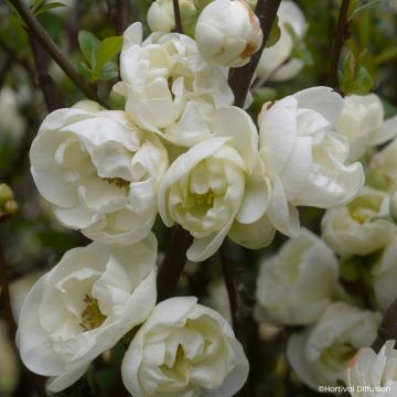 Chaenomeles speciosa Double Delice Pure - Fior di Pesco