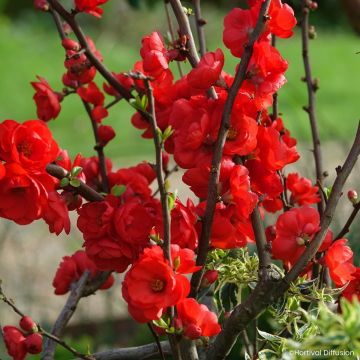 Chaenomeles speciosa Double Delice Rouge Baiser - Fior di Pesco