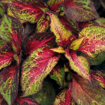 Coleo Premium Sun Rose to Lime Magic
