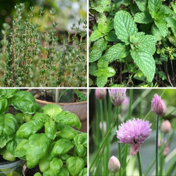 Collezione 4 Piante aromatiche a prezzo vantaggioso Collezione 4 Piante aromatiche a prezzo vantaggioso