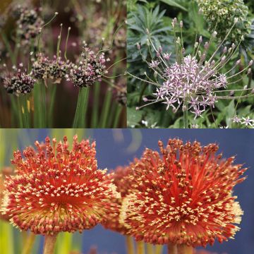 Collezione Alliums Strani