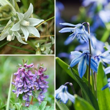 Collezione di bulbi da naturalizzare all'ombra