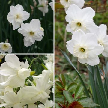 Collezione Narciso Bianco