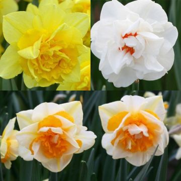 Collezione Narcisi doppi