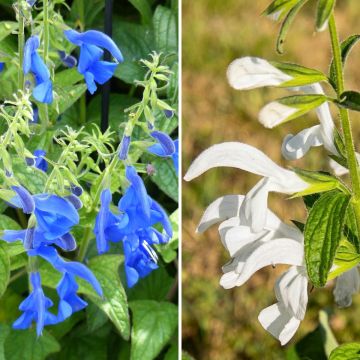 Collezione di Salvia Esotiche Bianche/Azzurre