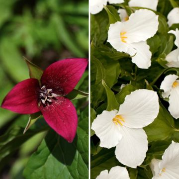 Collezione 2 Trillium