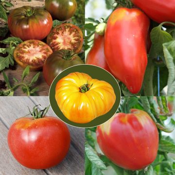 Collezione di 5 Pomodori Antichi Biologici - Azienda Agricola di Santa Marta