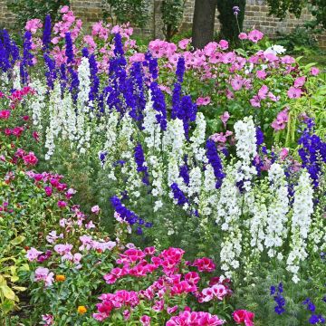 Collezione semi per Giardino da Bouquet