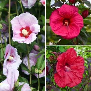 Collezione Hibiscus - Ibisco palustre