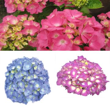 Collezione Ortensie classiche