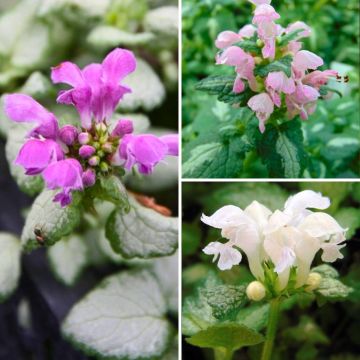 Collezione Lamium maculatum a prezzi convenienti.