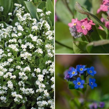 Collezione Nontiscordardimé - Myosotis