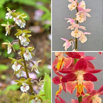 Collezione orchidee perenni - Calanthes