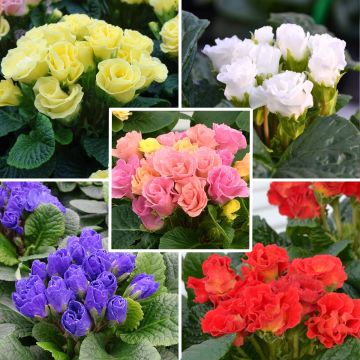Collezione Primule Rosebud F1 - Primula acaulis Collezione Primule Rosebud F1 - Primula acaulis