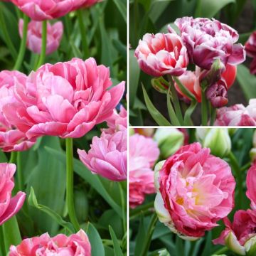 Collezione Sorbetto di Fragola Collezione Sorbetto di Fragola