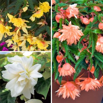 Collezione di 3 Begonie ricadenti Belleconia