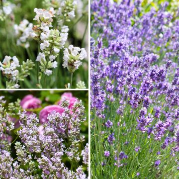 Collezione di Lavande vere a prezzi convenienti