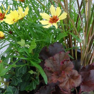 Composizione Piena di Gioia - composizione di 4 piante Composizione Piena di Gioia - composizione di 4 piante