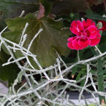 Composizione Passeggiata Mattutina - Composizione di 3 piante Composizione Passeggiata Mattutina - Composizione di 3 piante