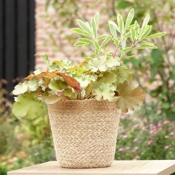 Composizione Hidden Treasure - composizione di 3 piante