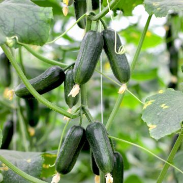 Cetriolo Hopeline F1