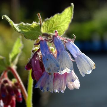 Symphytum grandiflorum Sky Blue Pink - Consolida a grandi fiori