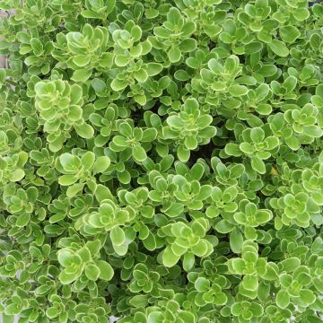 Coprosma Mini Mac - Pianta specchio