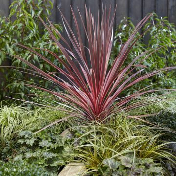 Cordyline australis Charlie boy - Cordiline Cordyline australis Charlie boy - Cordiline