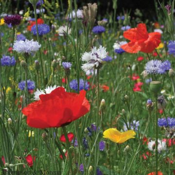 Semi di Miscuglio di Campagna - Miscela Fiori di Campo