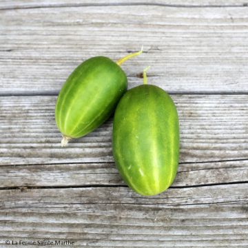Cetriolino per sottaceto Russo