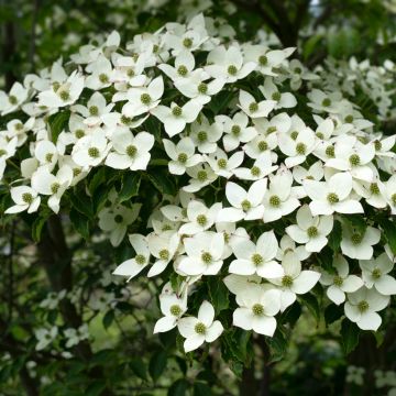 Cornus kousa Schmetterling - Corniolo giapponese
