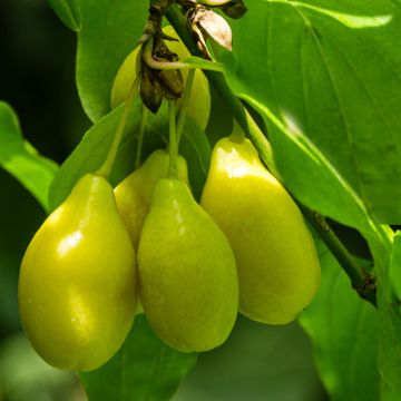 Cornus mas Alosza - Corniolo
