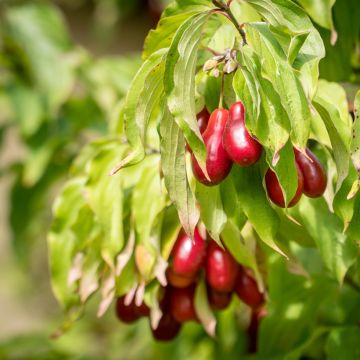 Cornus mas Bolestraszycki - Corniolo