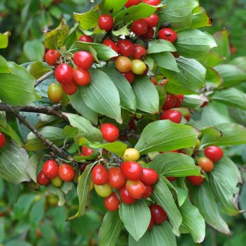 Cornus mas Juliusz - Corniolo