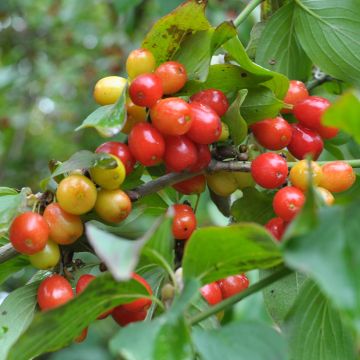 Cornus mas Koralowyj Marka - Corniolo