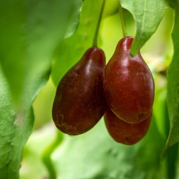 Cornus mas Starokijewskij - Corniolo
