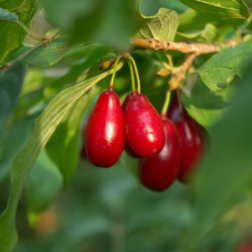 Cornus mas Swietljaczok - Corniolo